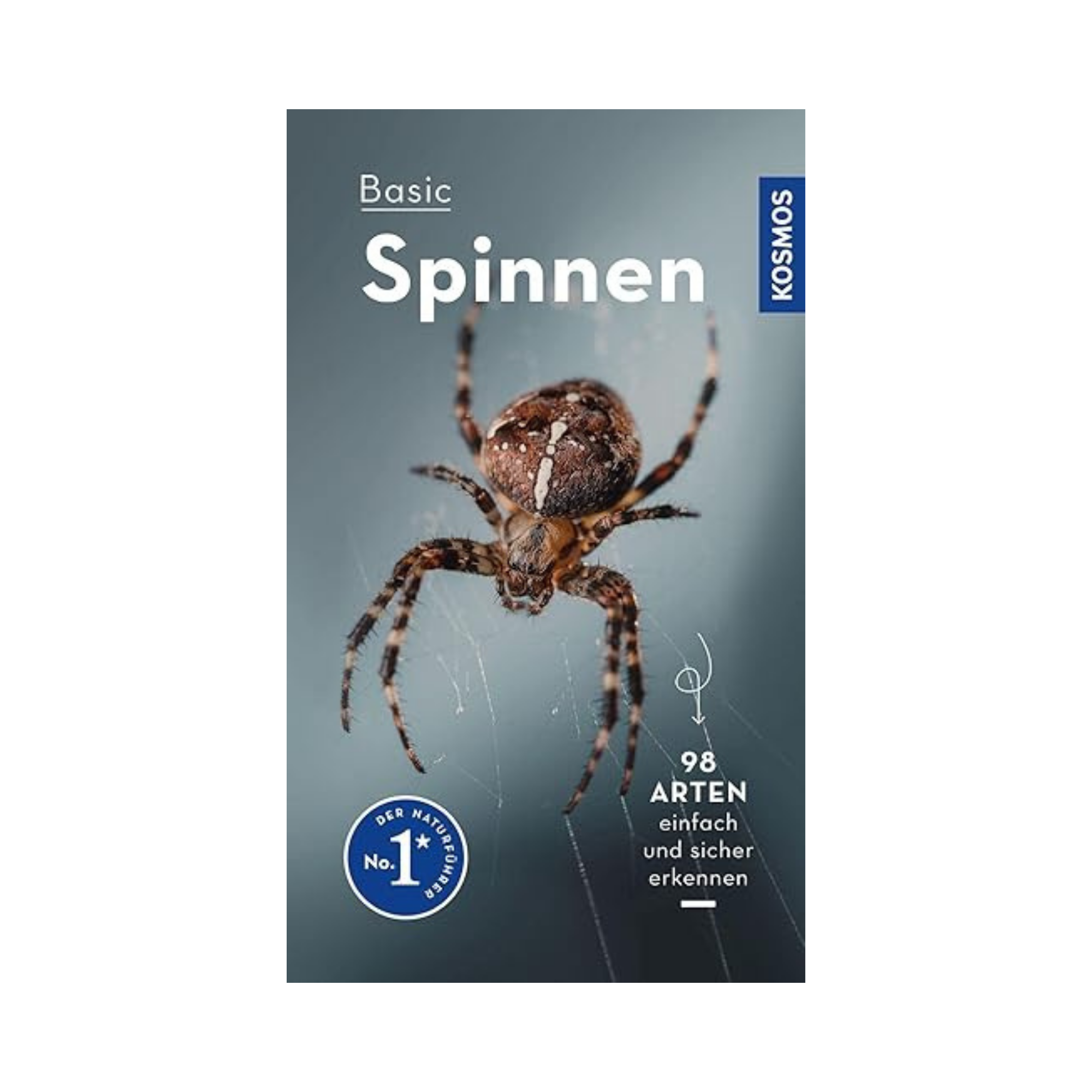 Basic Spinnen: einfach und sicher erkennen